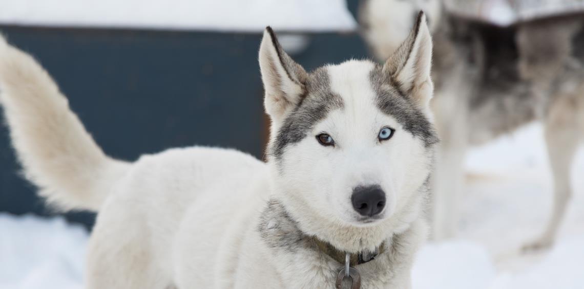 Arctic Dog Adventure Co Adventure Green Alaska Arctic Dog Adventure Co Adventure Green Alaska